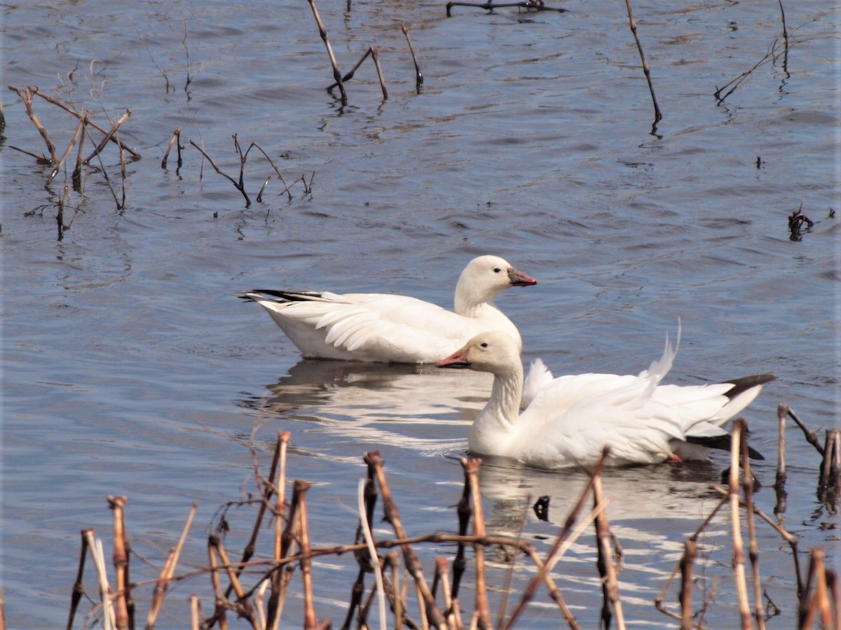 Snow Goose - kirk Suedmeyer