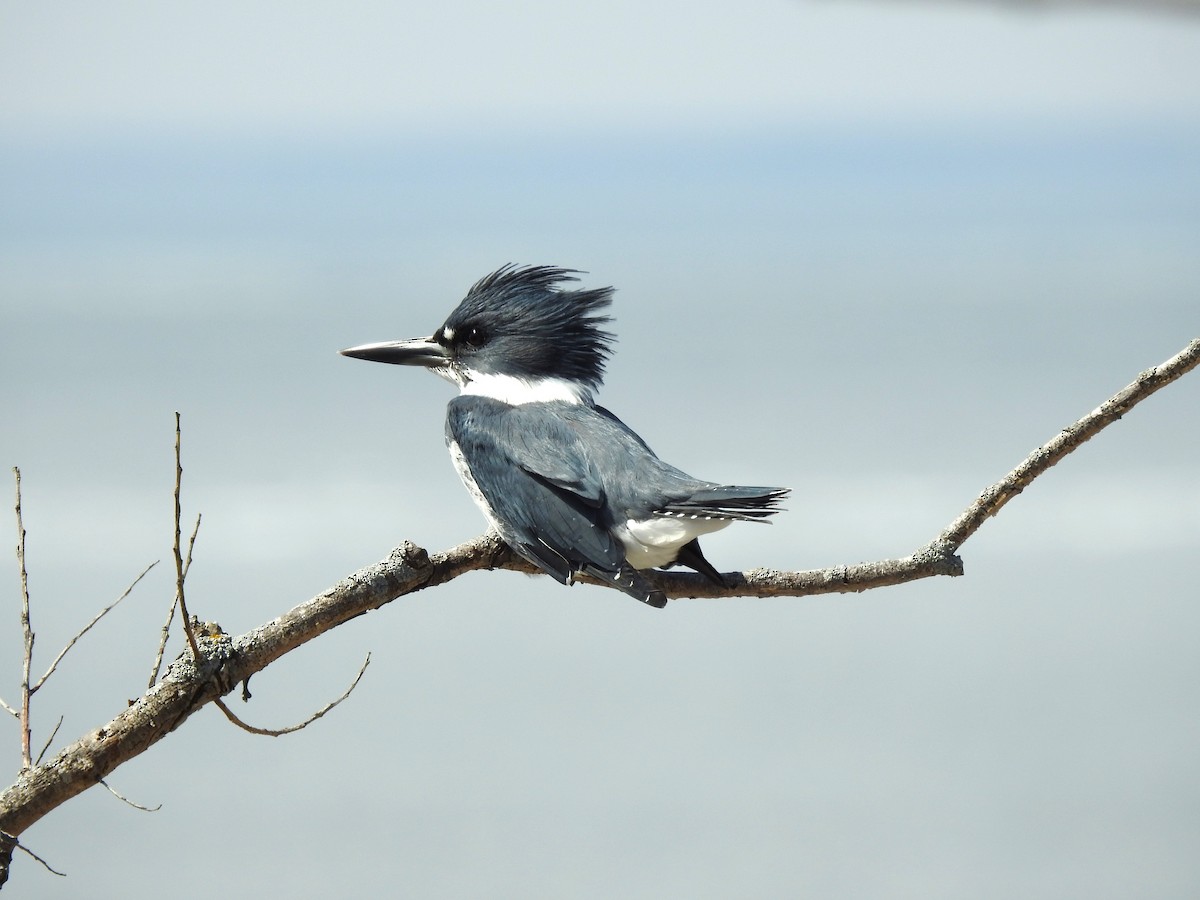 Belted Kingfisher - ML555837231