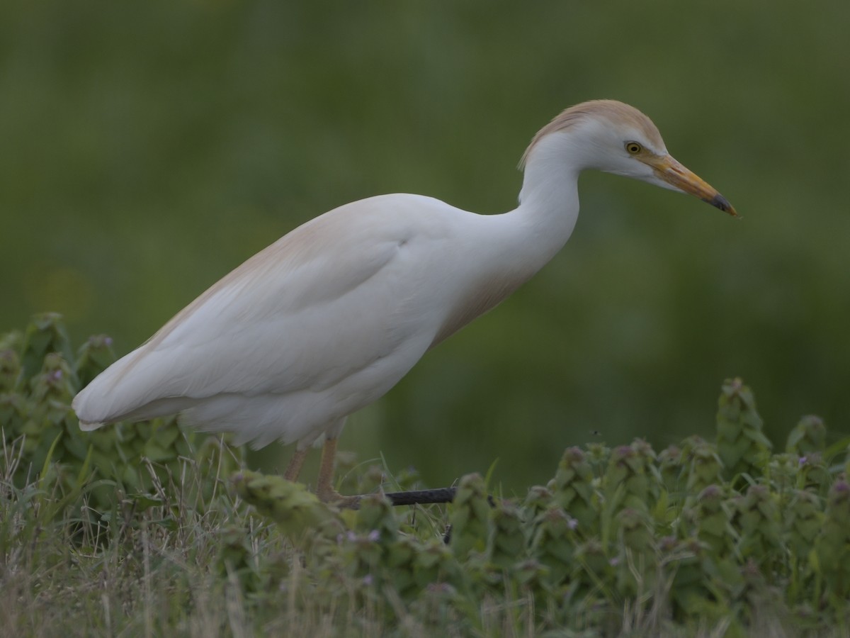 Western Cattle Egret - Anonymous