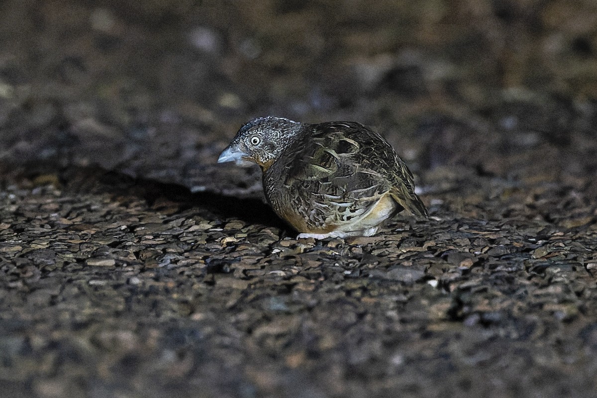 Red-chested Buttonquail - Dana Cameron