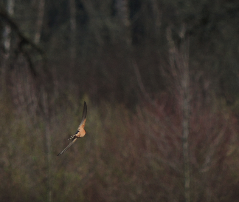 Barn Swallow - ML555840541