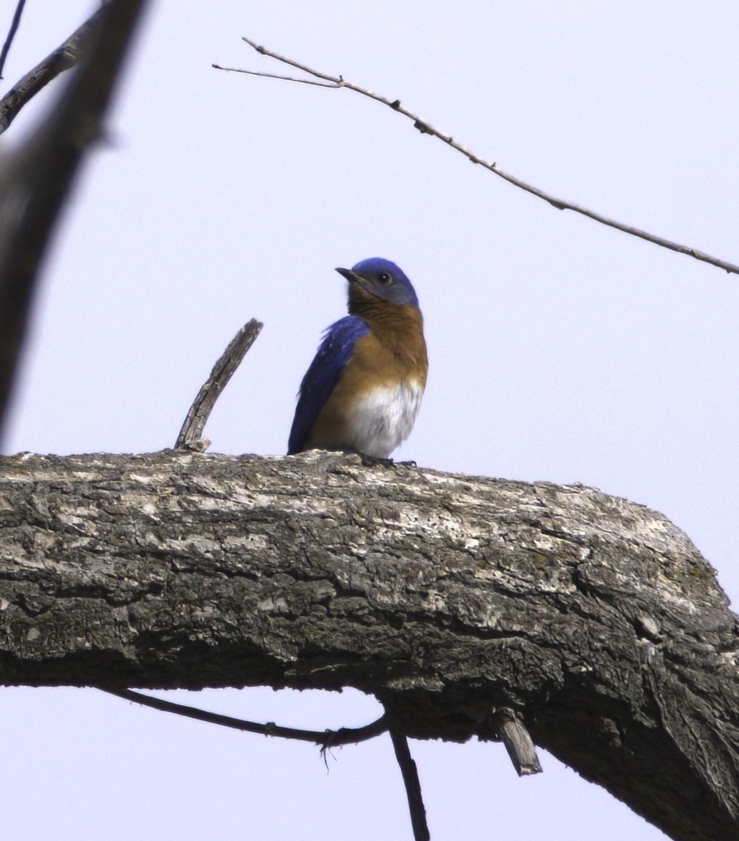 Eastern Bluebird - ML555840561