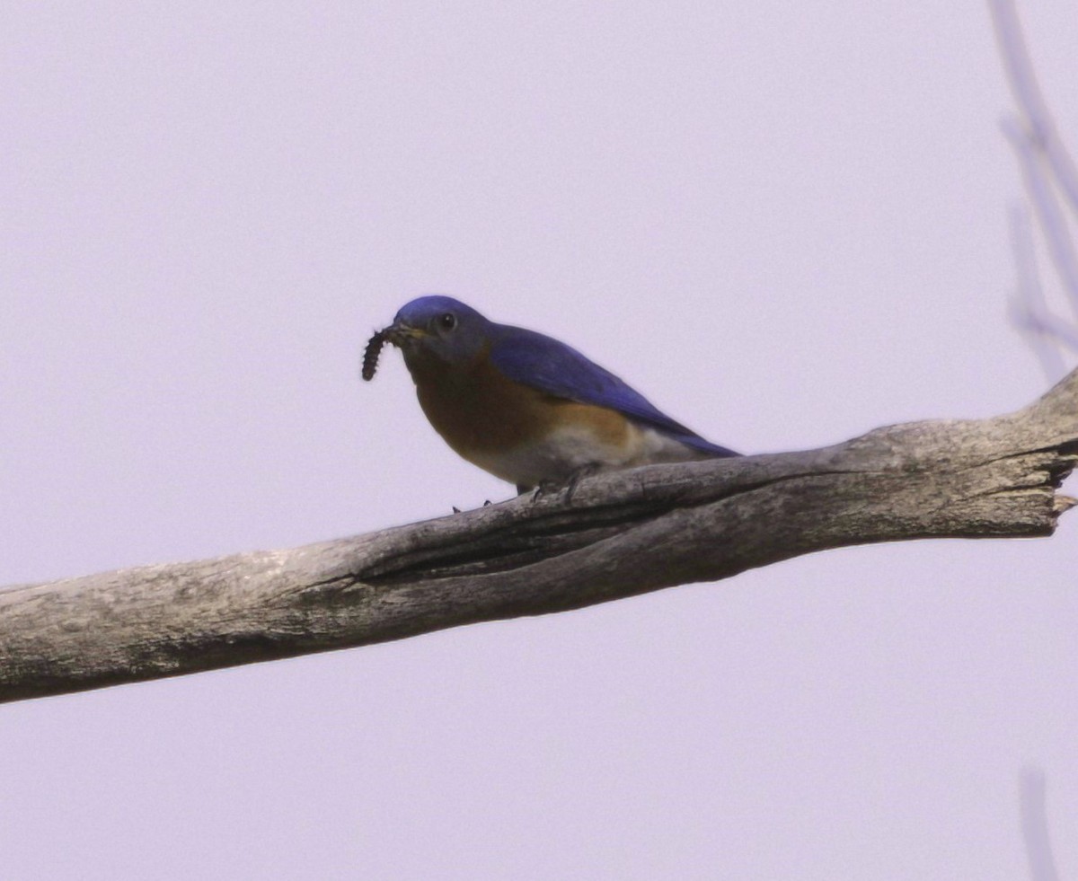 Eastern Bluebird - ML555840581