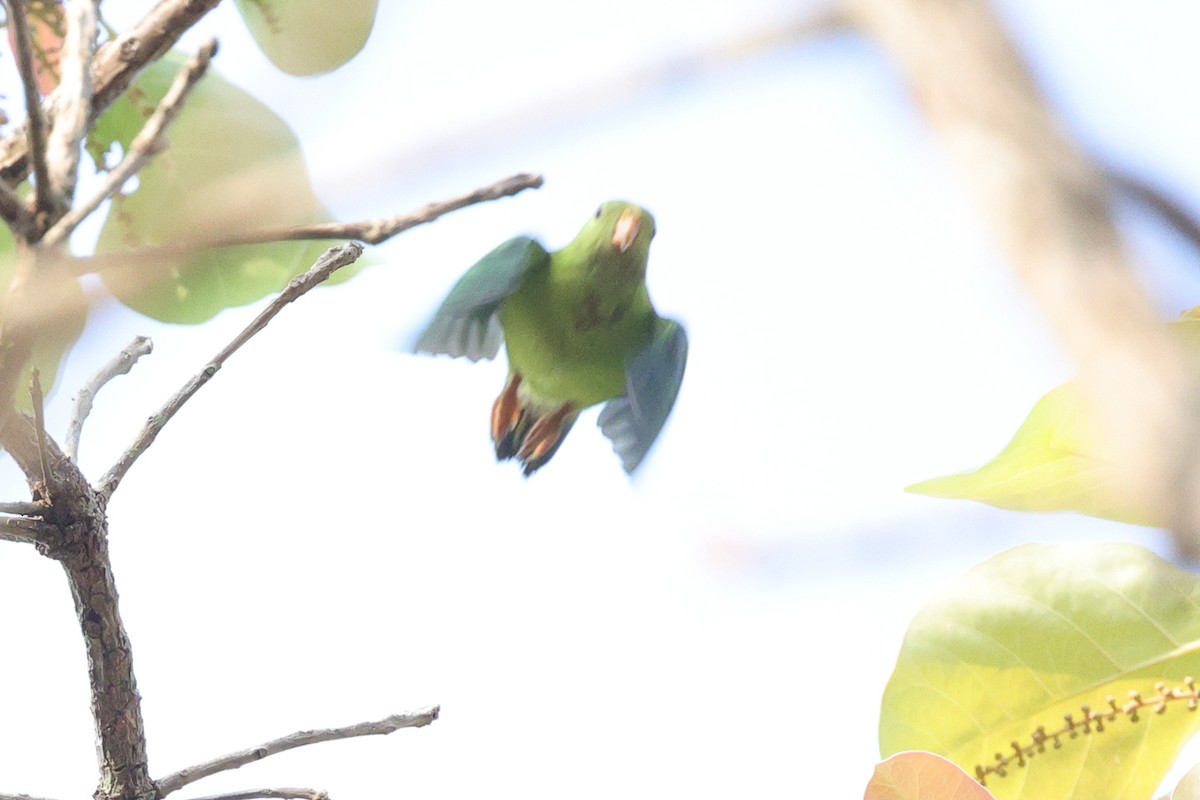 Vernal Hanging-Parrot - ML555841121