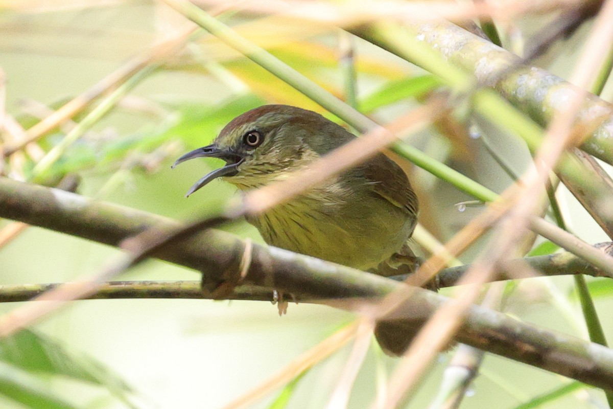 Pin-striped Tit-Babbler - ML555841211