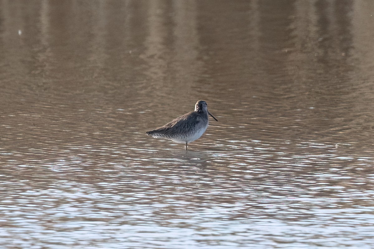 Long-billed Dowitcher - David Olsen