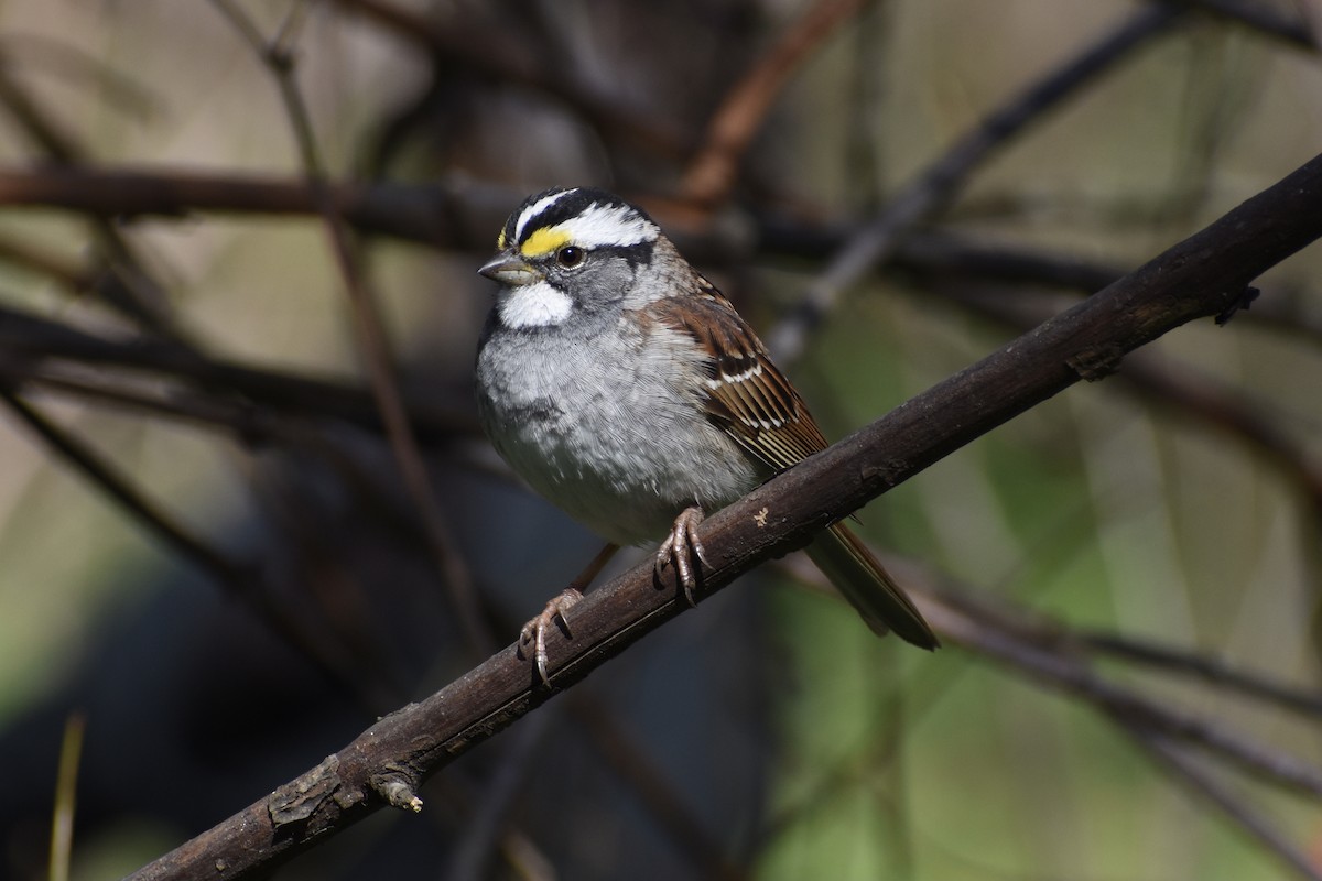 White-throated Sparrow - ML555842301