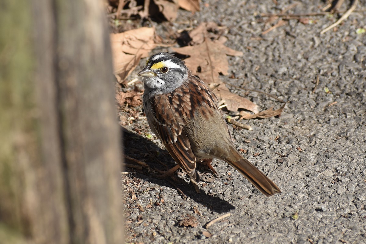 White-throated Sparrow - ML555842311