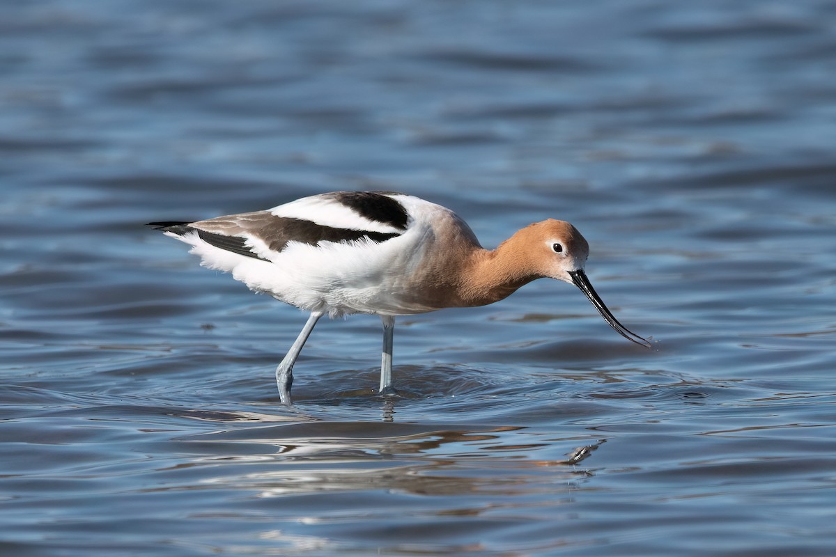 Avocette d'Amérique - ML555842411