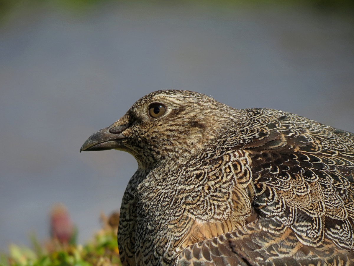 Rufous-bellied Seedsnipe - Gabriel Martin Celedon