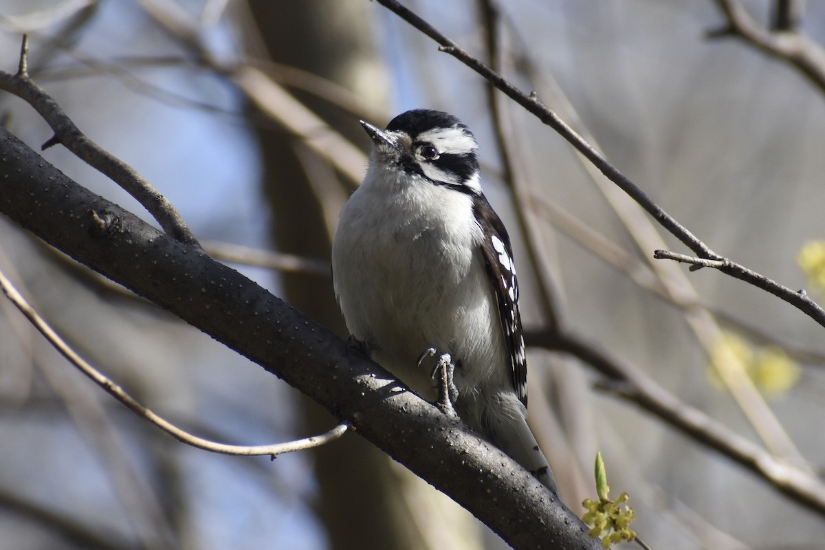 Downy Woodpecker - ML555844631