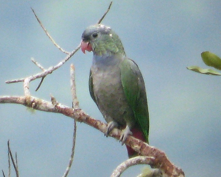 eBird Checklist - 12 Mar 2009 - Sumaco Road - 24 species