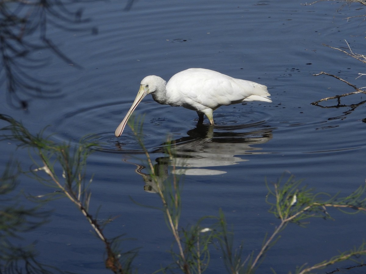 Yellow-billed Spoonbill - ML555847941