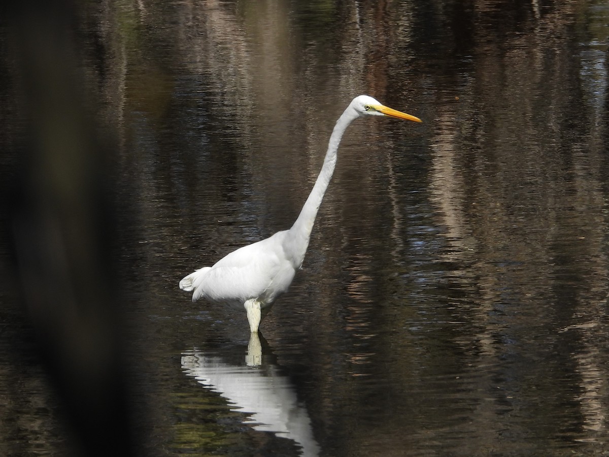 Great Egret - ML555848091