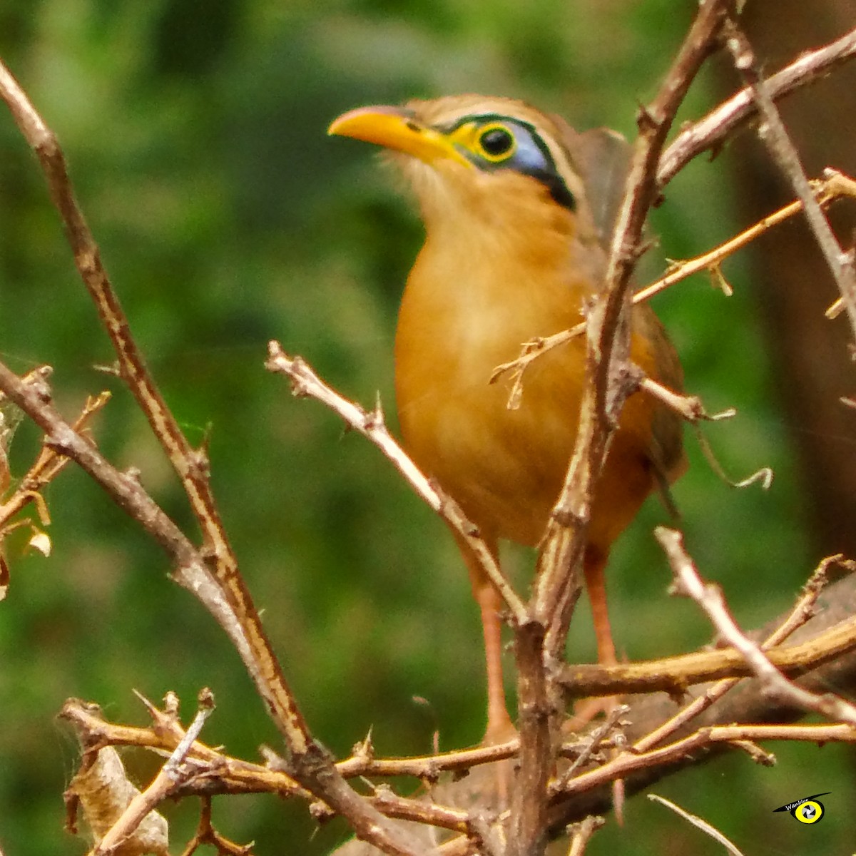 Lesser Ground-Cuckoo - ML555848981