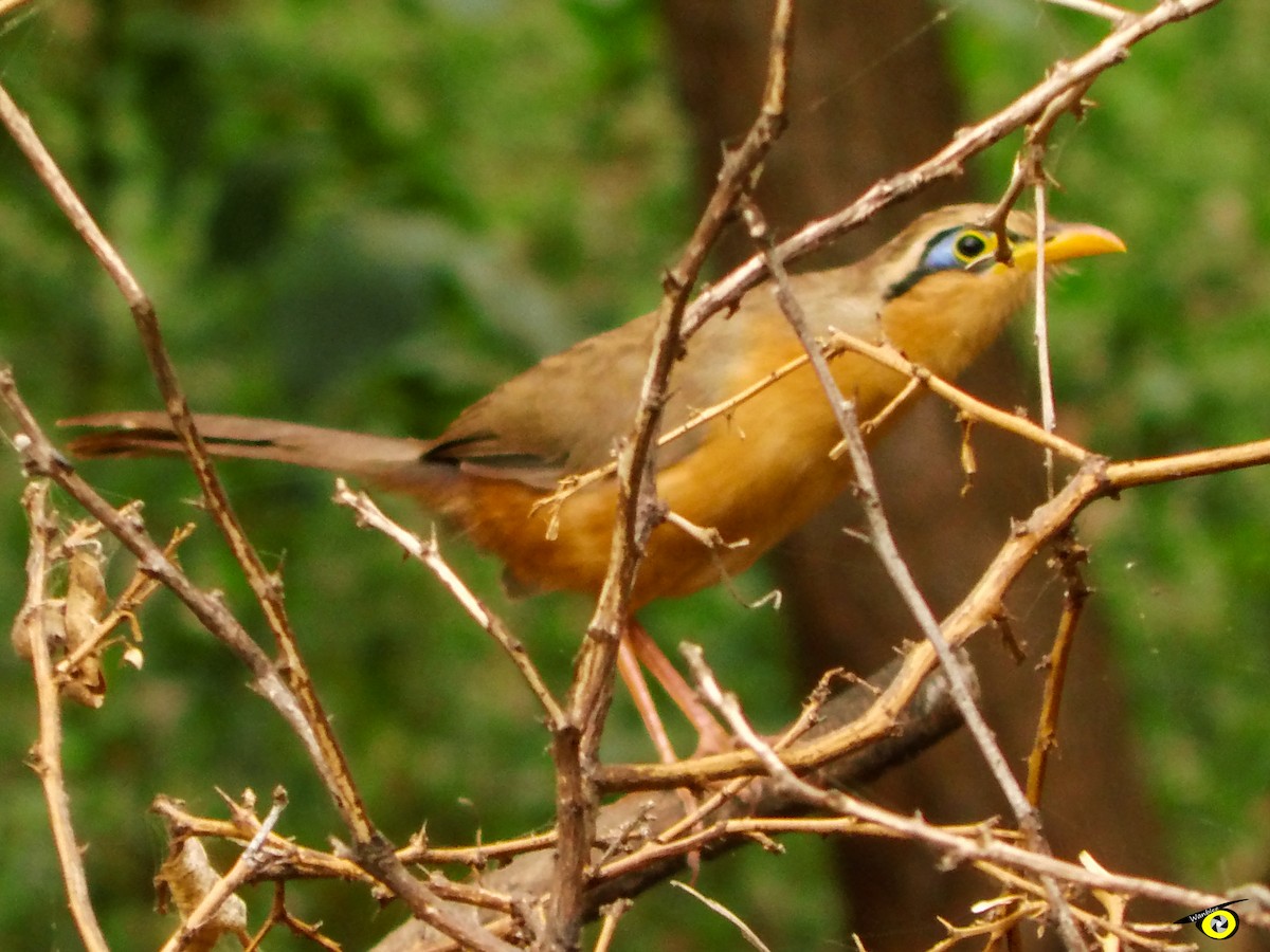 Lesser Ground-Cuckoo - ML555849021