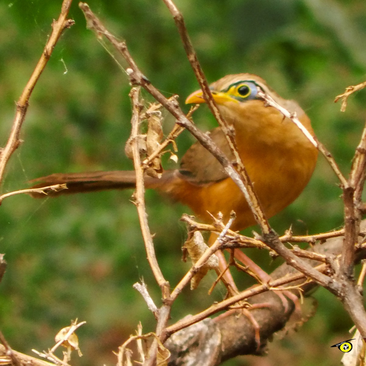 Lesser Ground-Cuckoo - ML555849031