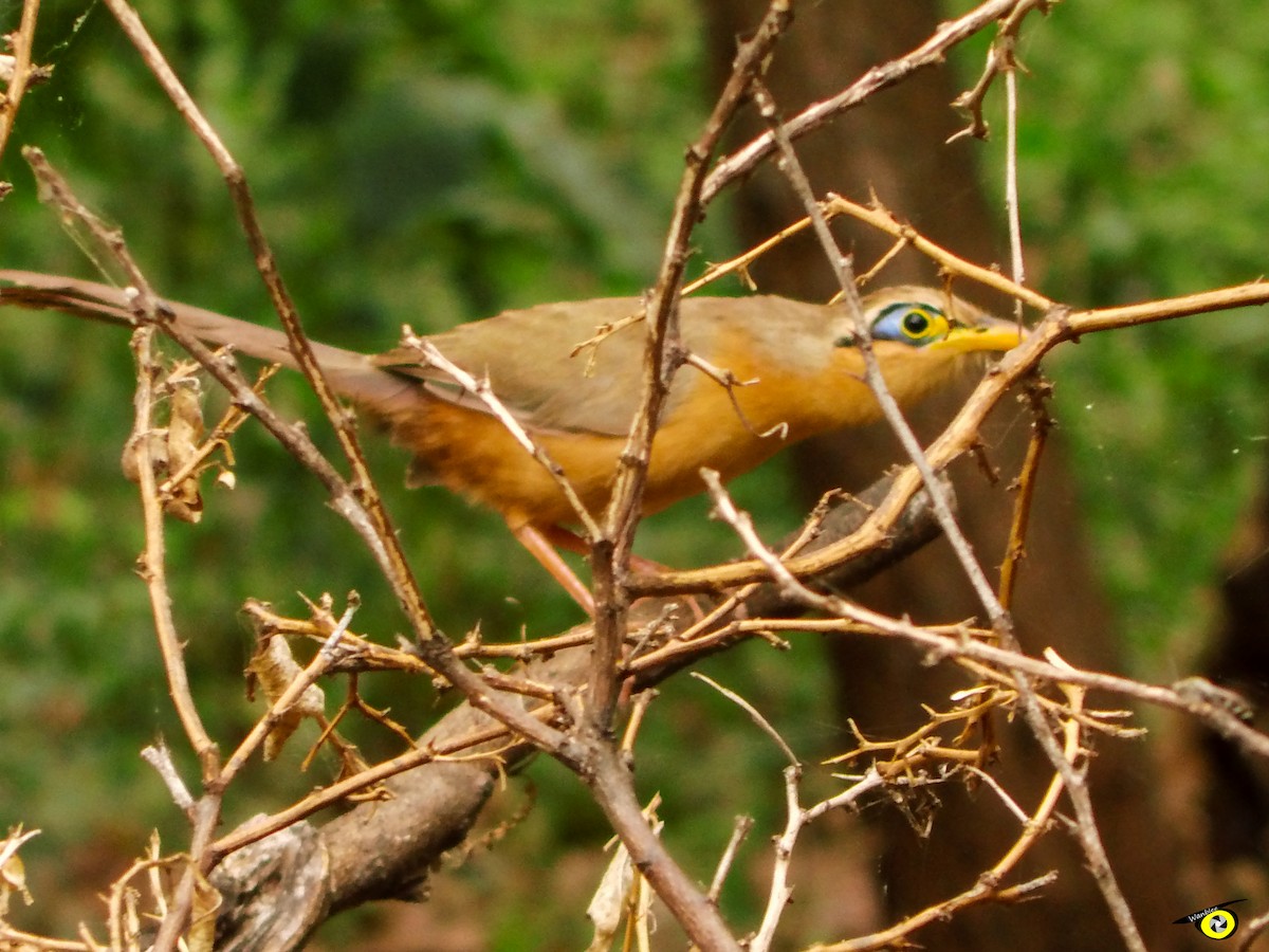 Lesser Ground-Cuckoo - ML555849051