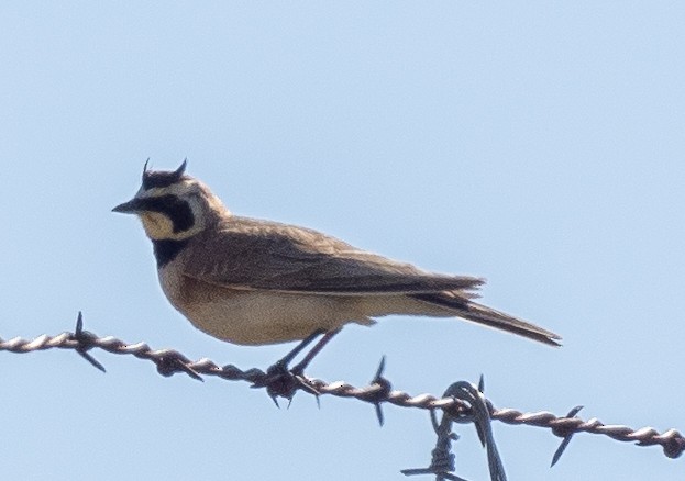 Horned Lark - ML555849411