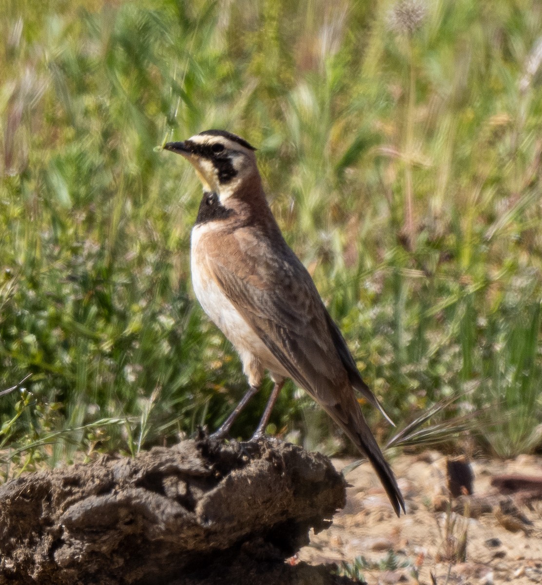 Horned Lark - ML555849421