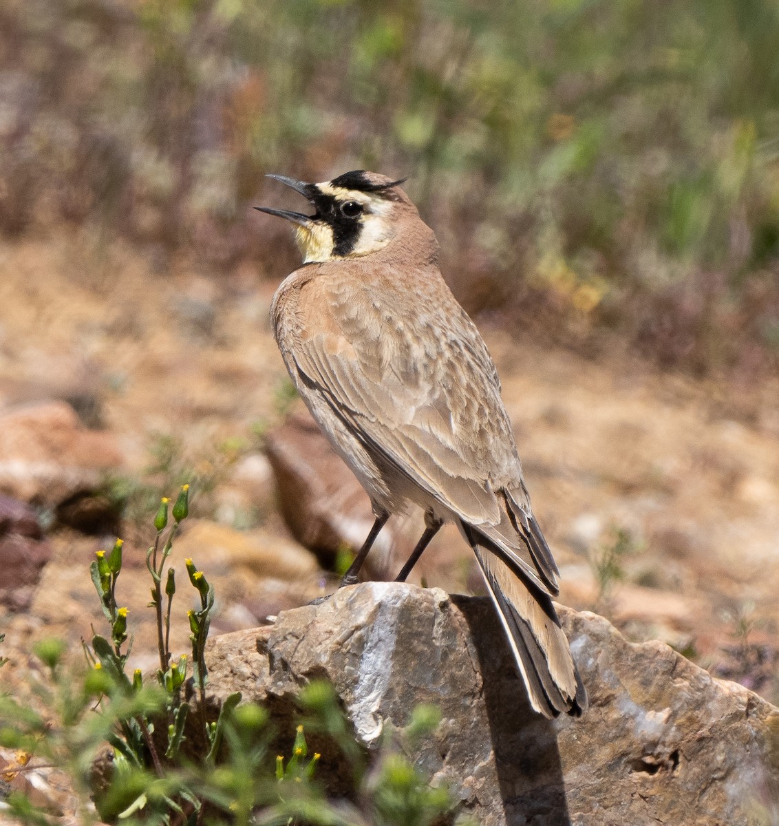 Horned Lark - ML555849481