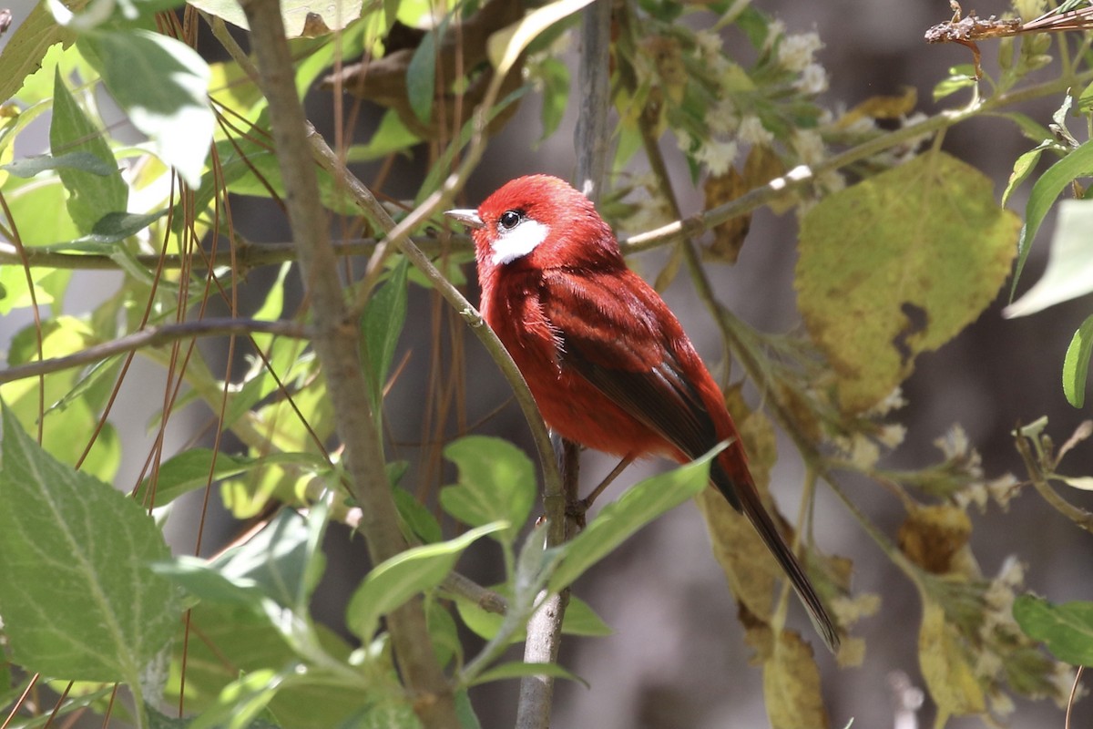Red Warbler - ML555849581
