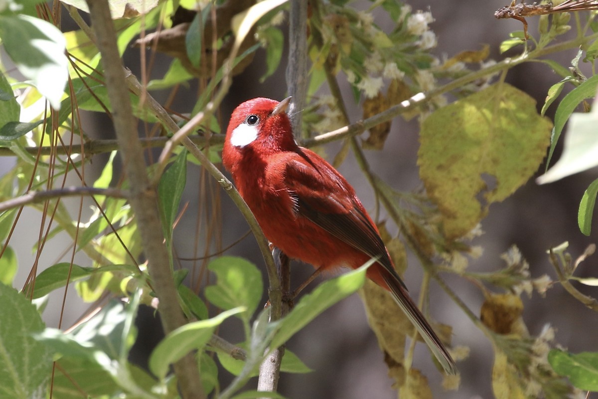 Red Warbler - ML555849591