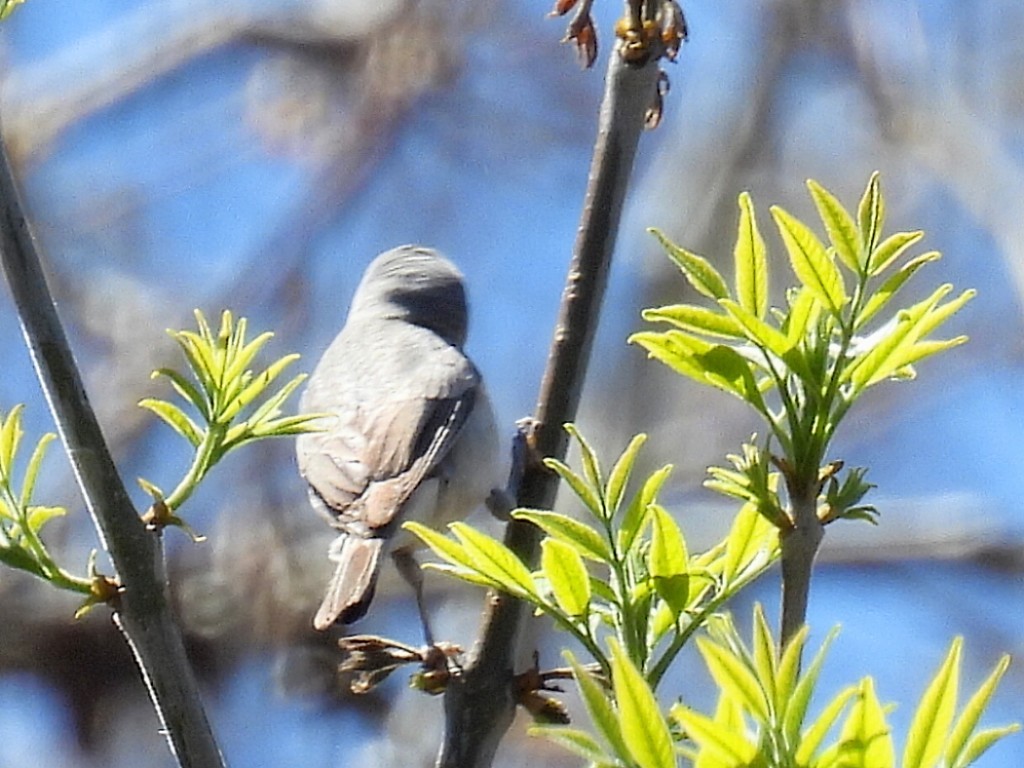 Lucy's Warbler - ML555849691