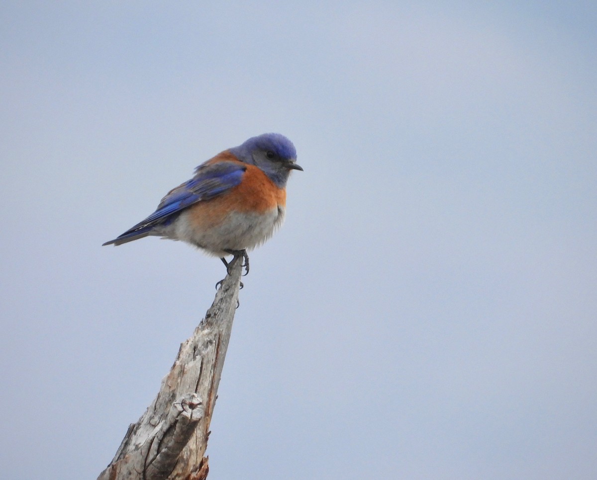 Western Bluebird - Kalin Ocaña