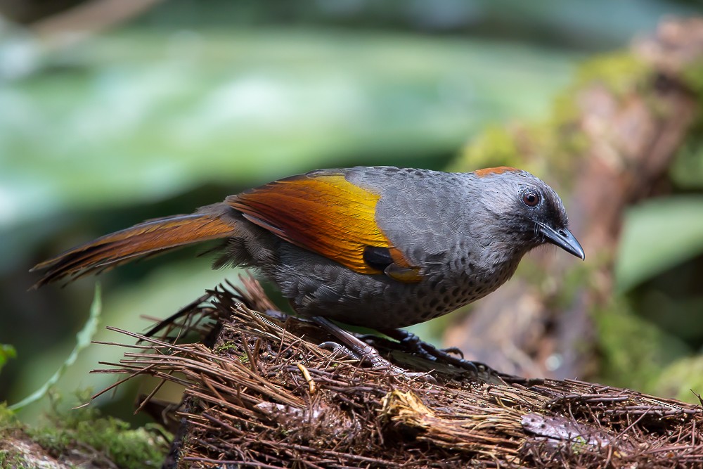 Golden-winged Laughingthrush - ML555850171