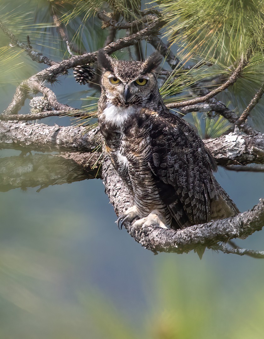 Great Horned Owl - ML555851011