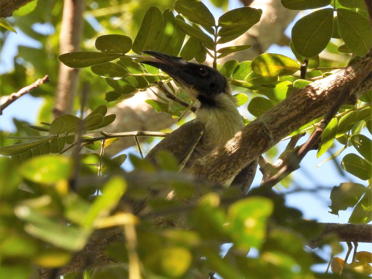 Noisy Friarbird - ML555851791