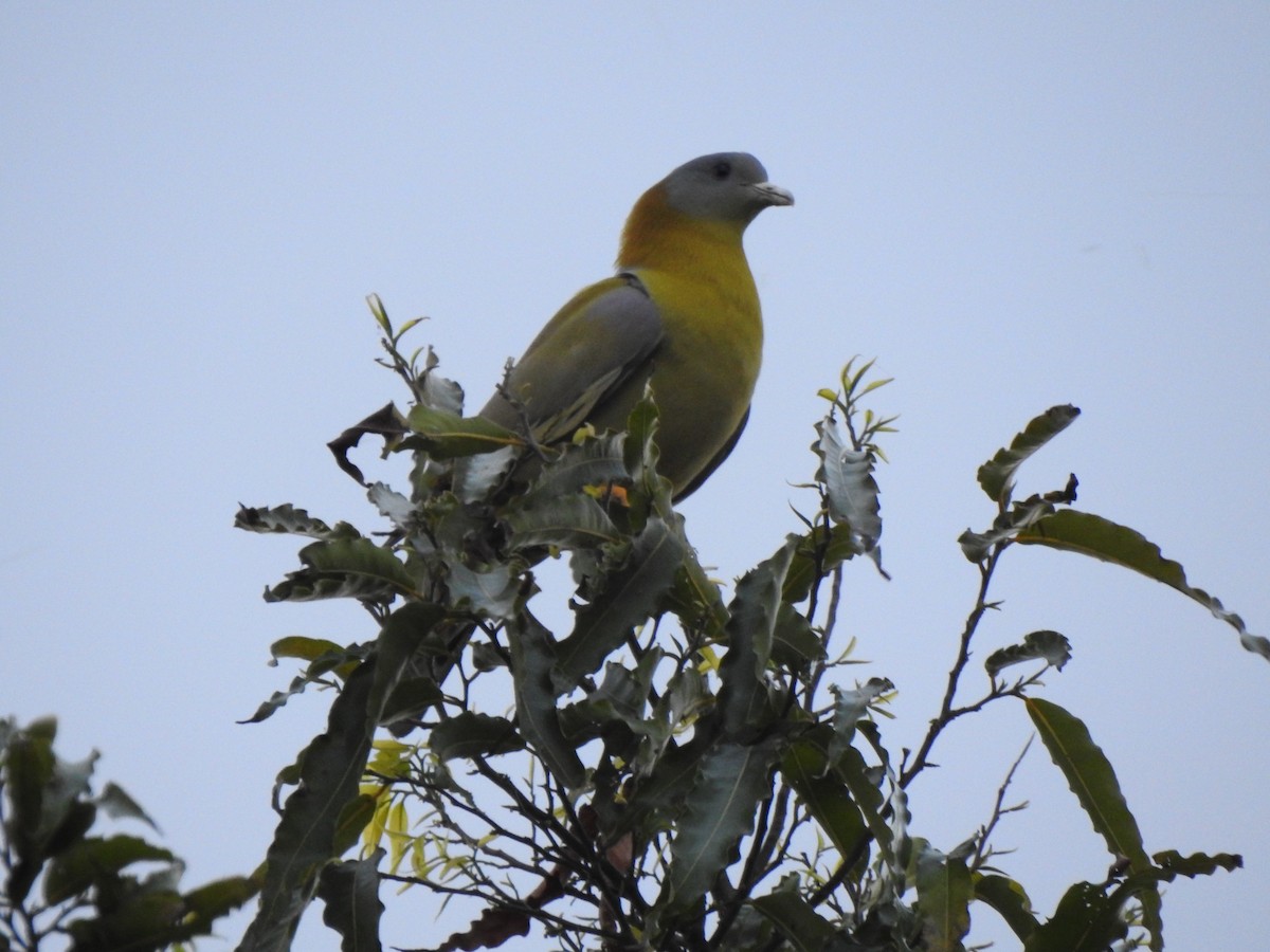 Yellow-footed Green-Pigeon - ML555851971