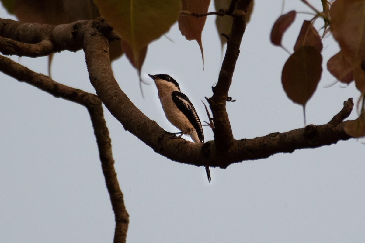 Bar-winged Flycatcher-shrike - ML555853001