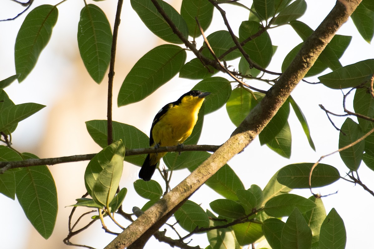 Common Iora - ML555853031