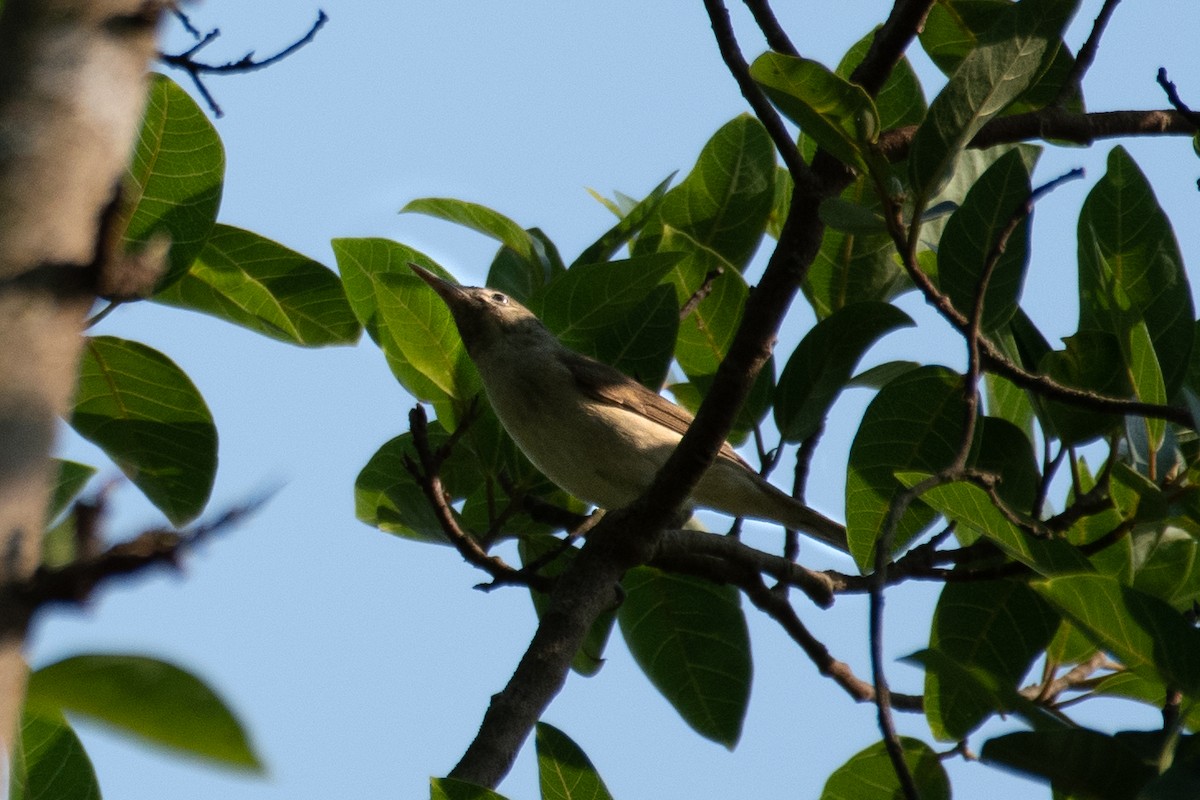 Clamorous Reed Warbler - ML555853081