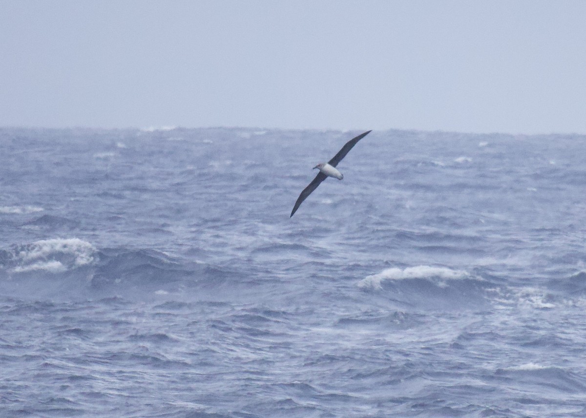 Gray-headed Albatross - Lisa Davis