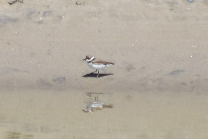 Semipalmated Plover - ML555853511