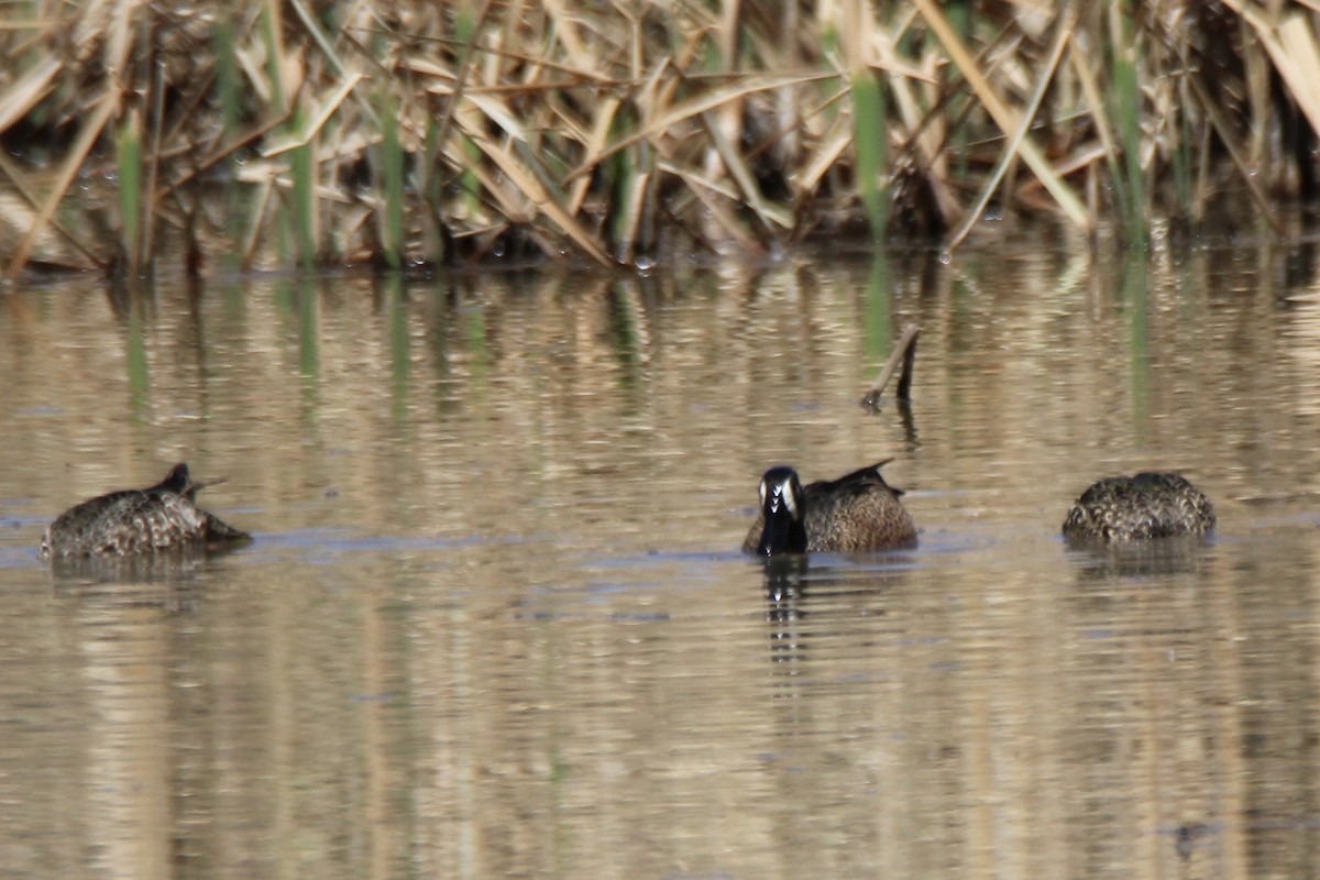 Blue-winged Teal - ML555854041