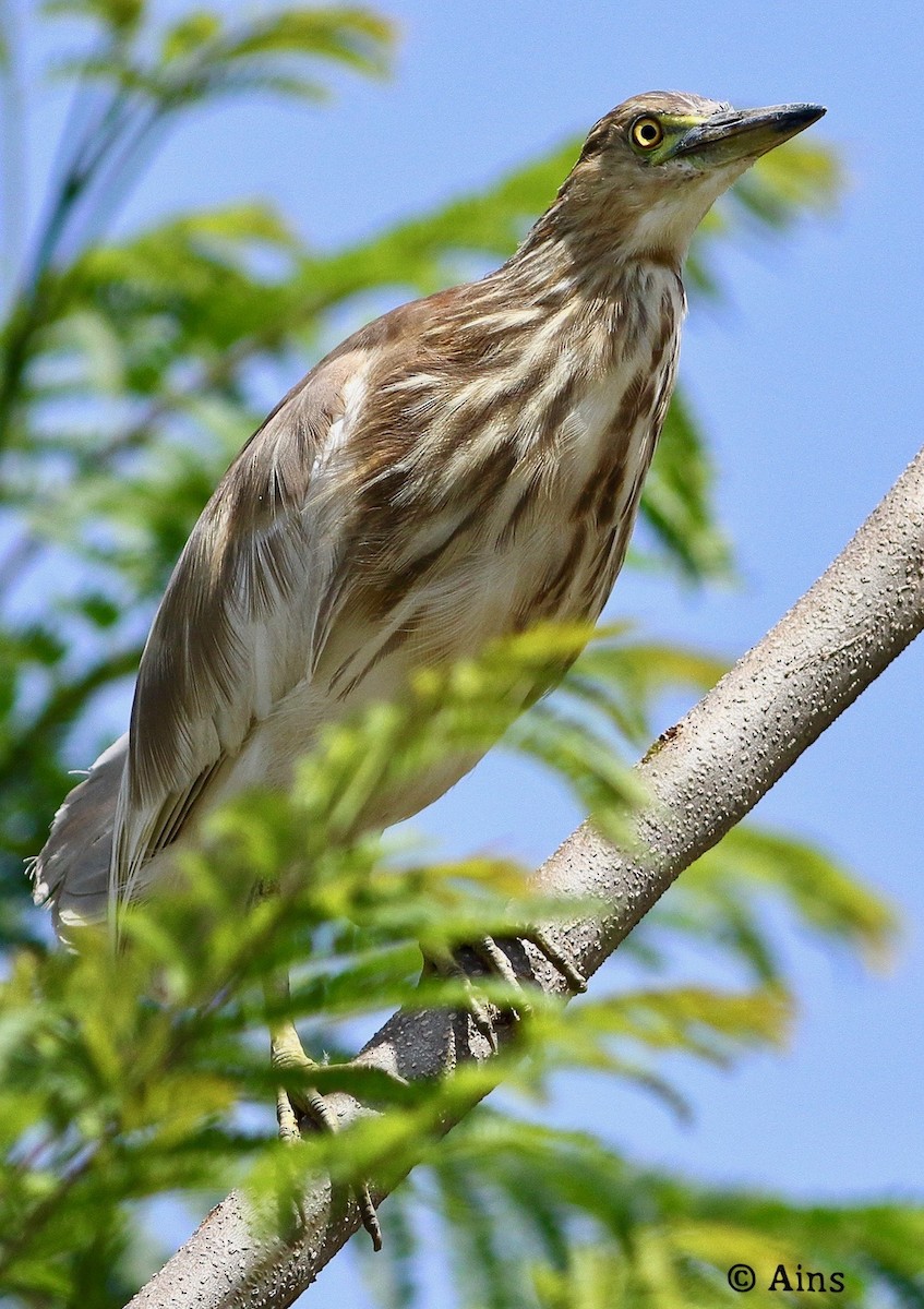 Indian Pond-Heron - ML555854781