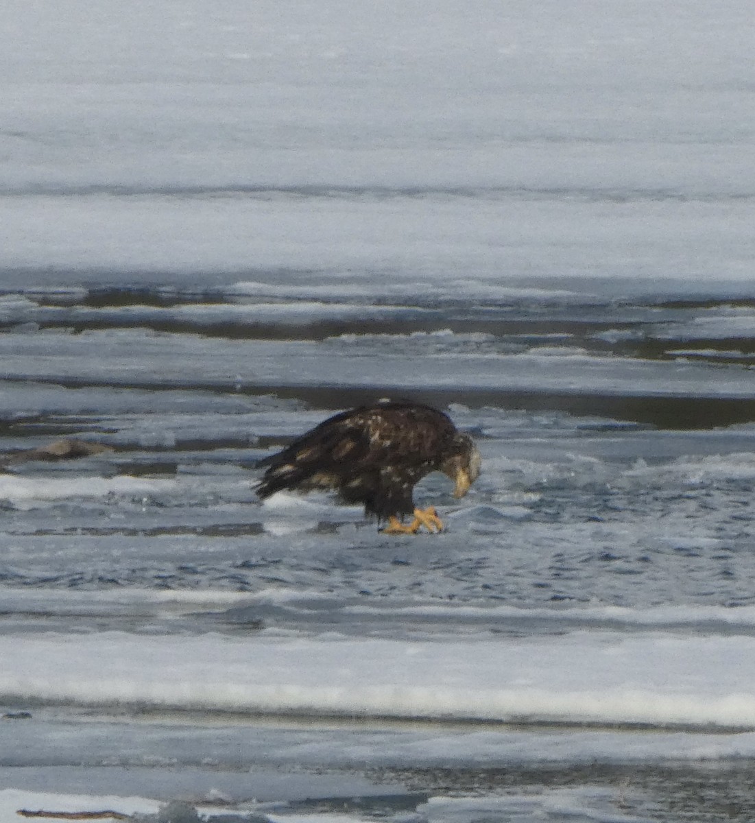 Bald Eagle - ML555855681