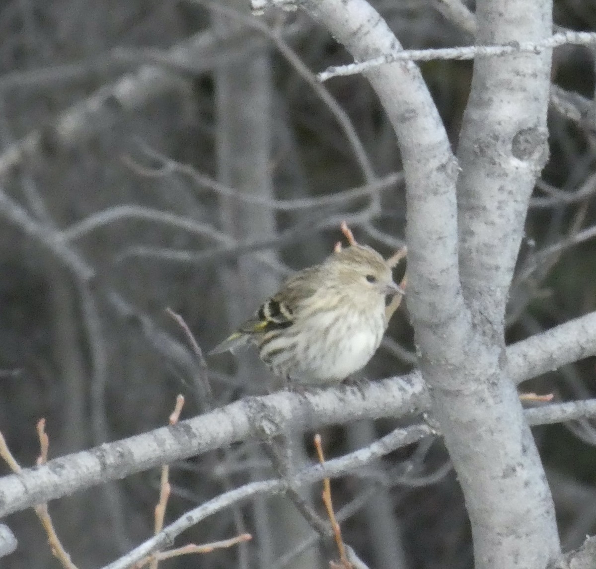 Pine Siskin - ML555855761