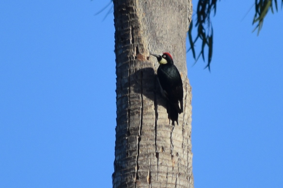 Acorn Woodpecker - ML555855981