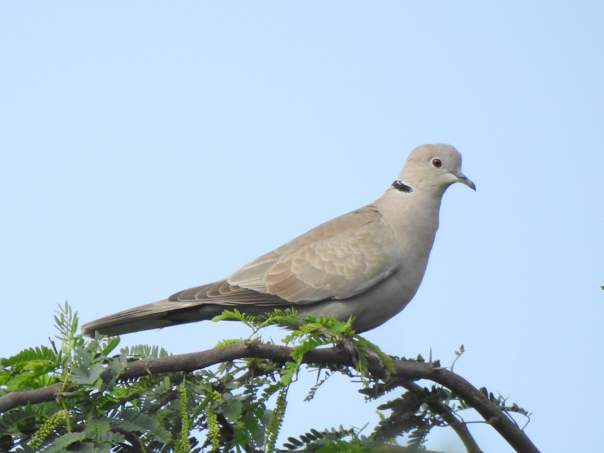 Eurasian Collared-Dove - ML555856441