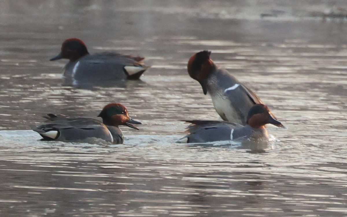 Green-winged Teal - ML555857701