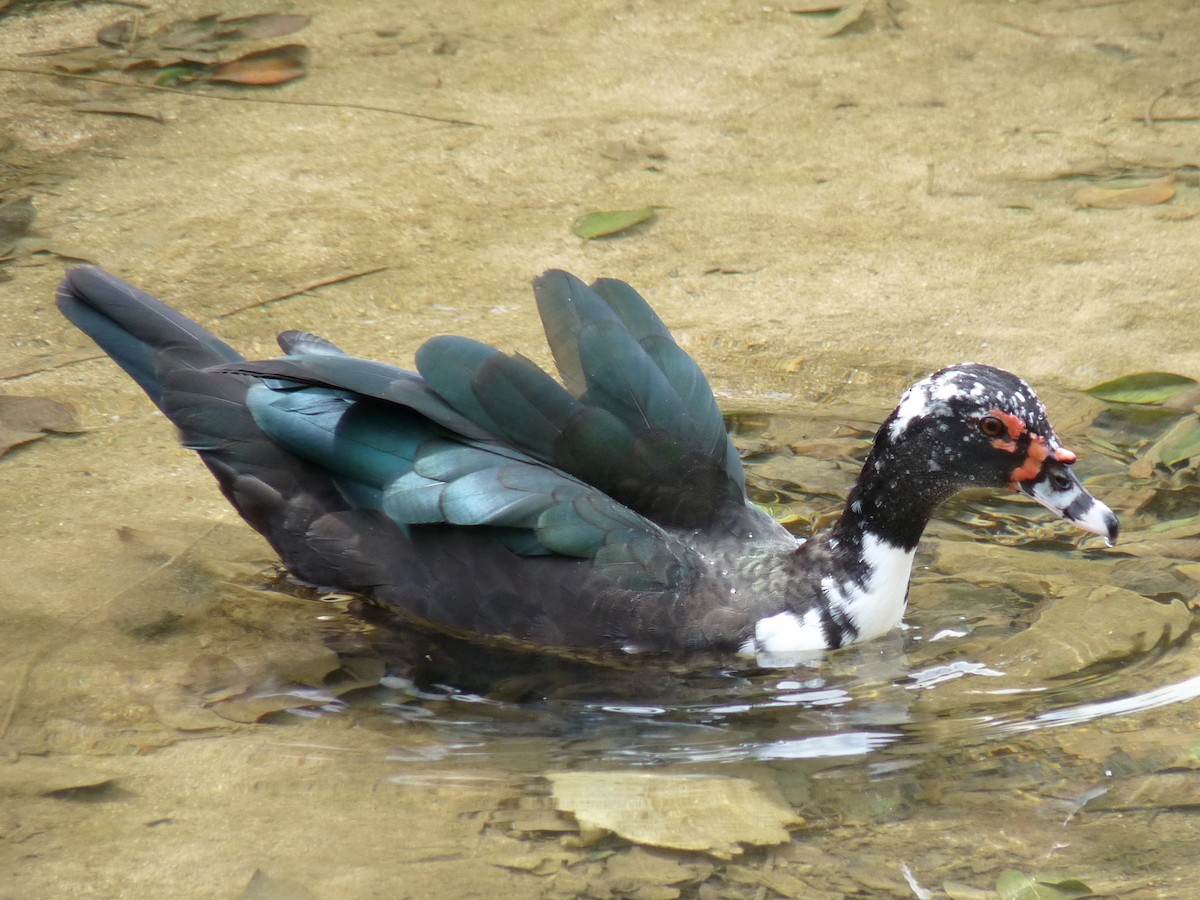 Muscovy Duck - ML555857771