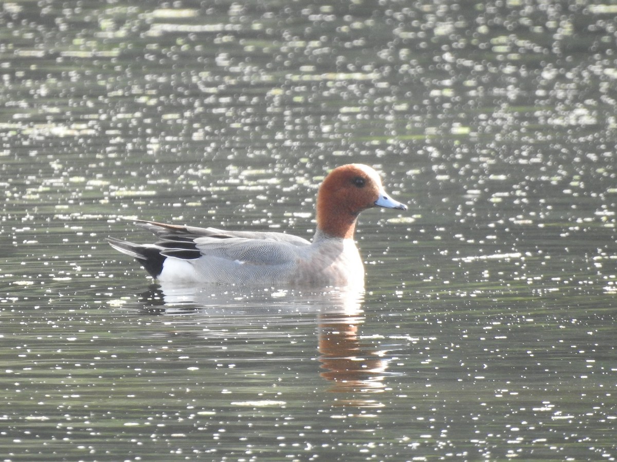 Eurasian Wigeon - Philip Steiner