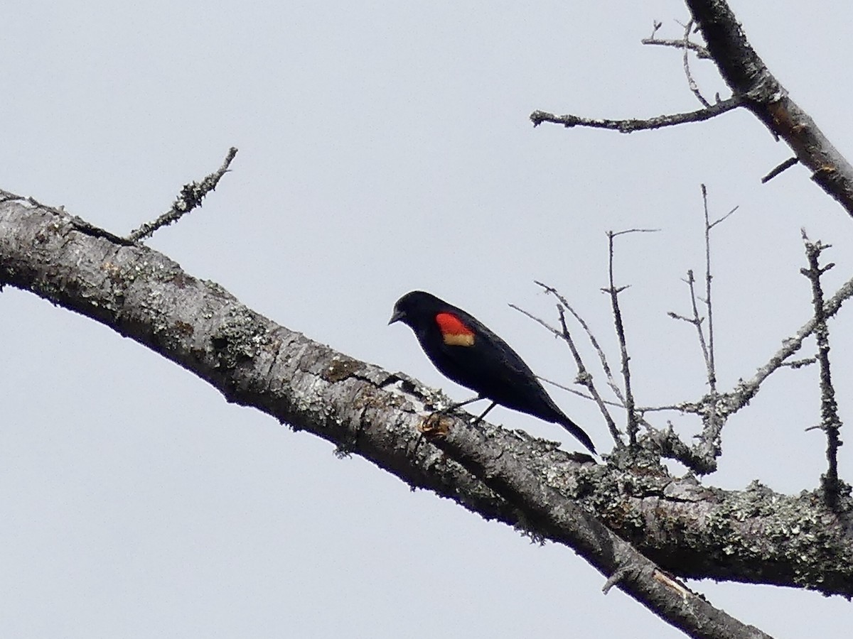 Red-winged Blackbird - ML555858911