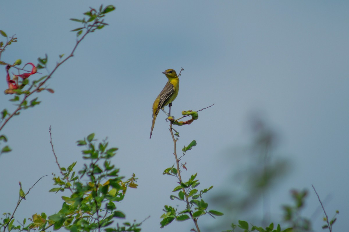 Orchard Oriole - ML555859481