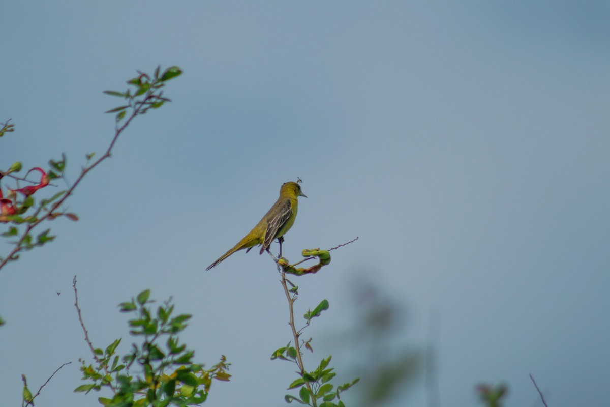 Orchard Oriole - ML555859491
